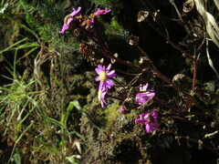 Pericallis echinata image