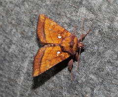 Papaipema leucostigma