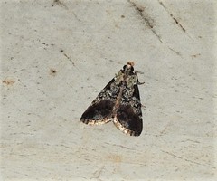 Orthaga rubridiscalis