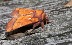 Papaipema leucostigma