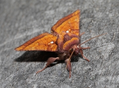 Papaipema leucostigma