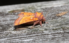 Papaipema leucostigma