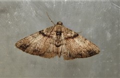 Syneora adelphodes