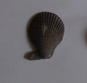 Mimachlamys varia