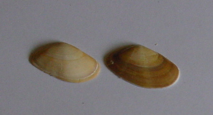 Donax vittatus
