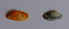 Donacidae