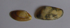 Donacidae