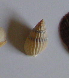 Tritia reticulata