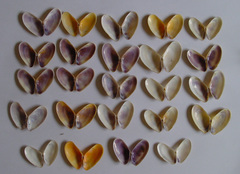 Donacidae
