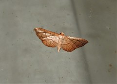 Hypolamprus ypsilon