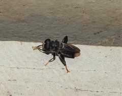 Malometasternum rufocaudatum