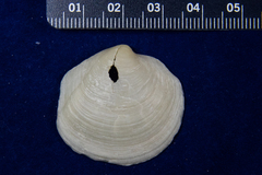 Phacoides pectinatus