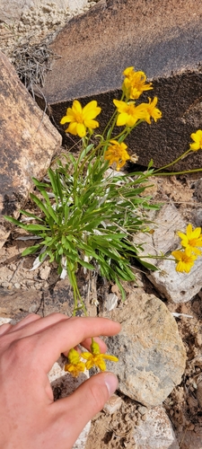 Image of Stenotus armerioides by no rights reserved