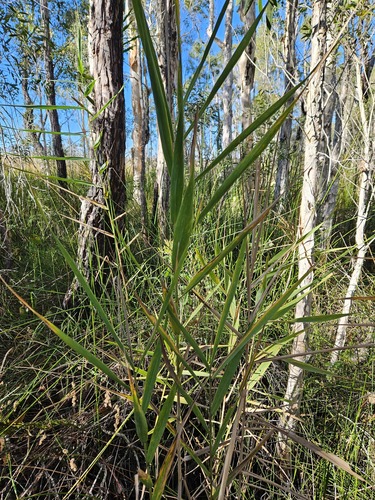 Phragmites australis observed 2023-05-31