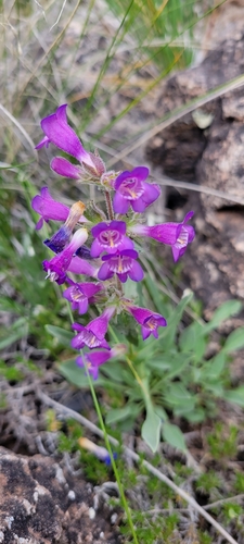 Moffatt's Beardtongue (Penstemon moffatii)