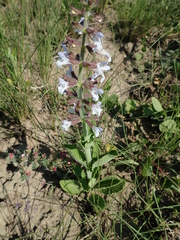 Salvia repens