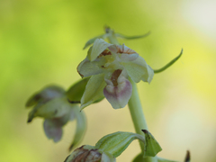 Epipactis bugacensis rhodanensis