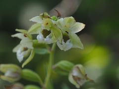 Epipactis bugacensis rhodanensis