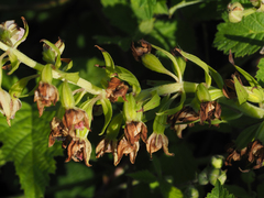 Epipactis bugacensis rhodanensis