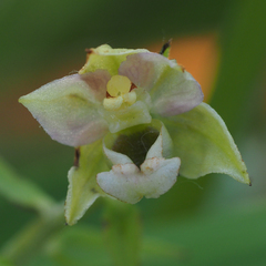 Epipactis bugacensis rhodanensis