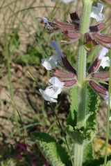Salvia repens