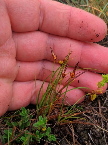 Image of Carex supina by (c) Denys Vynokurov, some rights reserved (CC BY)