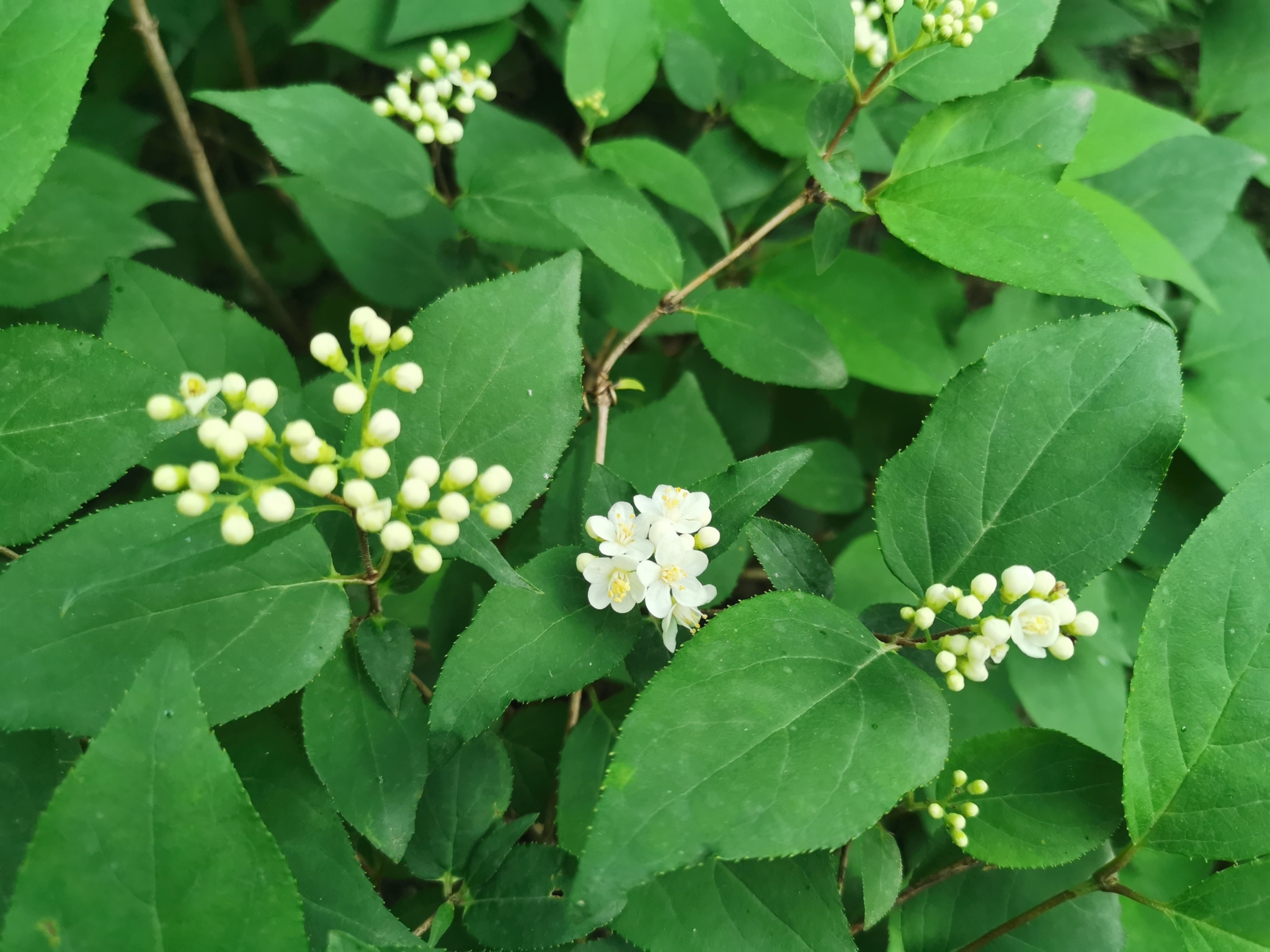 Deutzia parviflora