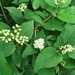 Deutzia parviflora - Photo (c) huangmingpan,  זכויות יוצרים חלקיות (CC BY-NC), הועלה על ידי huangmingpan