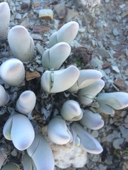 Gibbaeum