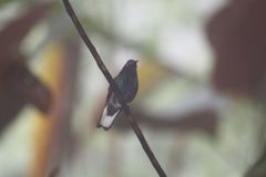 Boissonneaua jardini