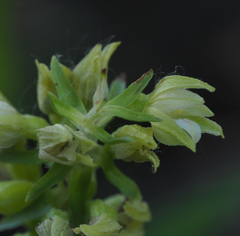 Epipactis bugacensis rhodanensis