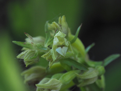 Epipactis bugacensis rhodanensis