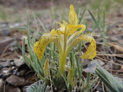 Iris potaninii