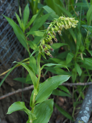 Epipactis bugacensis rhodanensis
