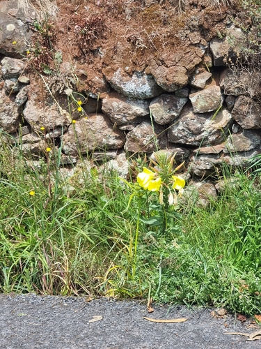 Oenothera glazioviana image