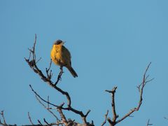 Motacilla flava thunbergi