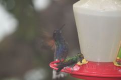 Boissonneaua jardini