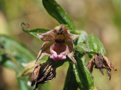 Epipactis bugacensis rhodanensis