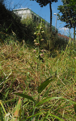 Epipactis bugacensis rhodanensis
