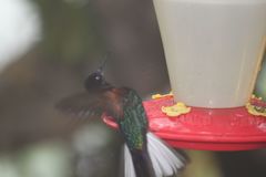 Boissonneaua jardini