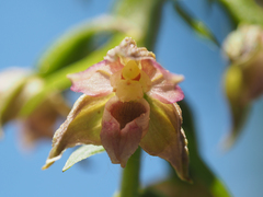 Epipactis bugacensis rhodanensis
