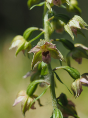 Epipactis bugacensis rhodanensis