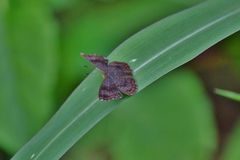 Calephelis aymaran