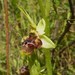Ophrys scolopax conradiae - Photo (c) thibaudaronson, algunos derechos reservados (CC BY-SA), subido por thibaudaronson