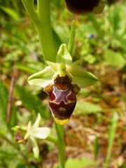 Ophrys scolopax conradiae