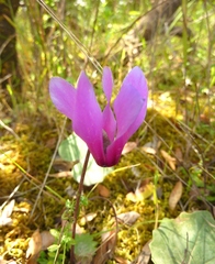 Cyclamen repandum