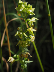 Epipactis bugacensis rhodanensis