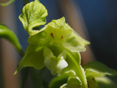 Epipactis bugacensis rhodanensis