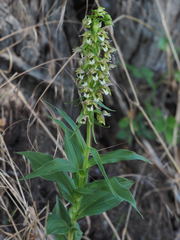 Epipactis bugacensis rhodanensis