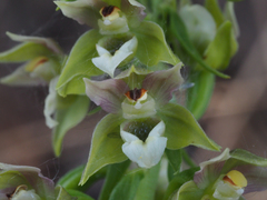 Epipactis bugacensis rhodanensis
